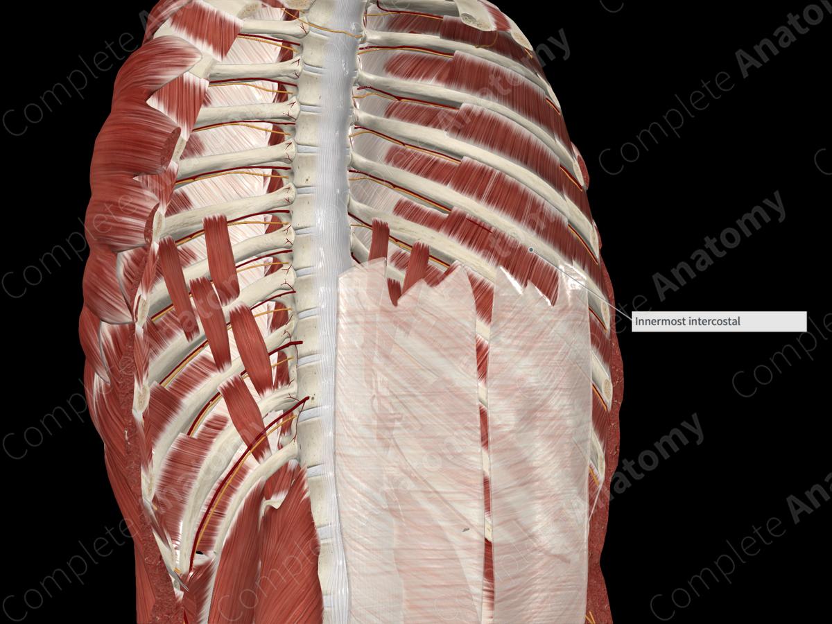 Innermost Intercostal Muscles Complete Anatomy