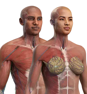 all body systems pictogram